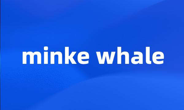 minke whale