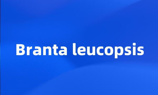 Branta leucopsis