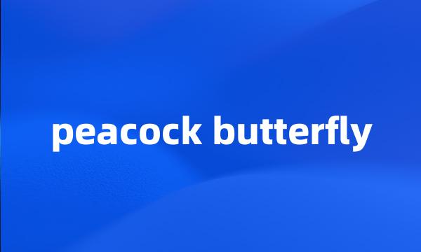 peacock butterfly