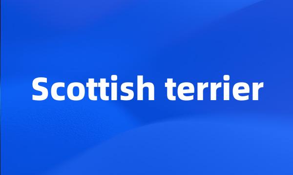 Scottish terrier